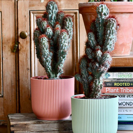 Cactus Monstrul Peruvian, 25 cm, forme neregulate, unice, aspect sculptural, usor de ingrijit, ghiveci mare