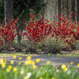 Gutui Japonez, Merisor (Chaenomeles) Scarlet Storm, cu flori duble rosii