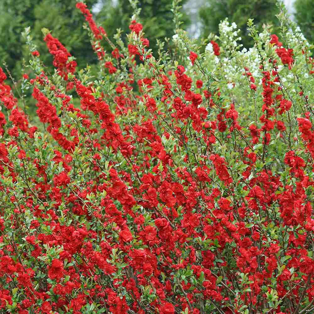 Gutui Japonez, Merisor (Chaenomeles) Scarlet Storm, cu flori duble rosii