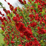 Gutui Japonez, Merisor (Chaenomeles) Scarlet Storm, cu flori duble rosii