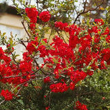 Gutui Japonez, Merisor (Chaenomeles) Fire Dance, cu flori duble rosii-portocalii