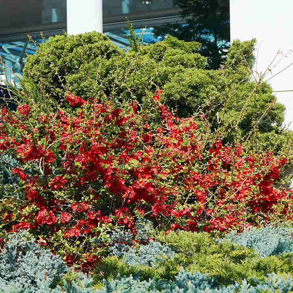 Gutui Japonez, Merisor (Chaenomeles) Fire Dance, cu flori duble rosii-portocalii