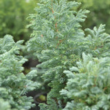 Chiparos Albastru (chamaecyparis pisifera) Baby Blue,, vesnic Verde, frunzis fin albastru-argintiu