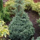 Chiparos Albastru (chamaecyparis pisifera) Baby Blue,, vesnic Verde, frunzis fin albastru-argintiu