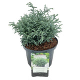Chiparos Albastru (chamaecyparis pisifera) Baby Blue,, vesnic Verde, frunzis fin albastru-argintiu