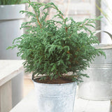 Chiparos Albastru (chamaecyparis pisifera) Baby Blue,, vesnic Verde, frunzis fin albastru-argintiu