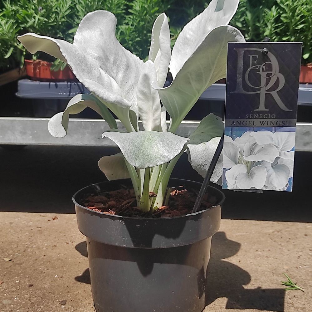 Cineraria Senecio Angel Wings, cu frunze argintii-albe pufoase