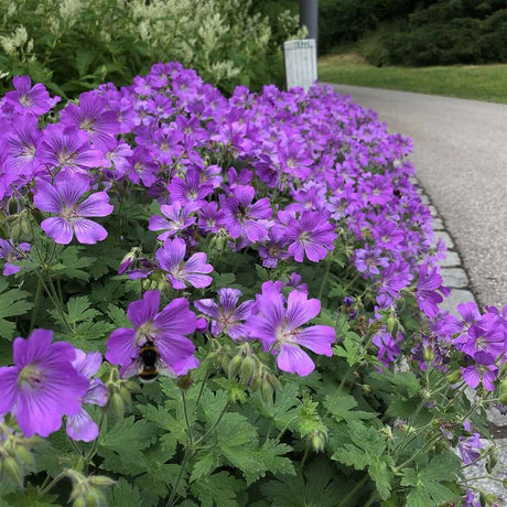 Ciocul Berzei Geranium Bloom me away, tarator cu flori albastre-mov