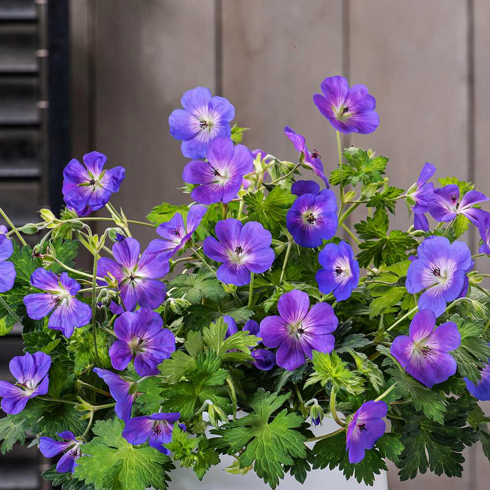 Ciocul Berzei Geranium Bloom me away, tarator cu flori albastre - mov - VERDENA - 5 - 10 cm inaltime, ghiveci de 2 l