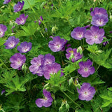 Ciocul Berzei Geranium Bloom me away, tarator cu flori albastre - mov - VERDENA - 5 - 10 cm inaltime, ghiveci de 2 l