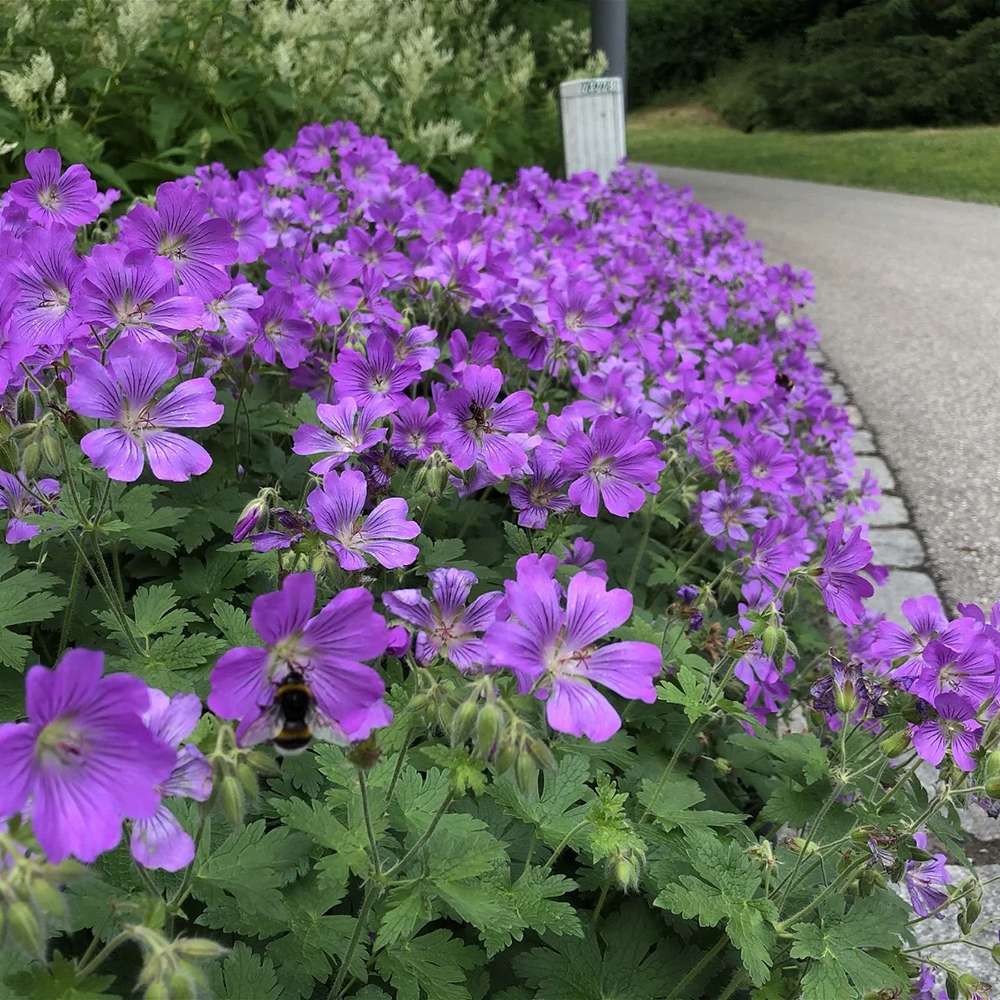 Ciocul Berzei Geranium Rozanne, tarator cu flori albastre - mov - VERDENA - ghiveci de 2 l