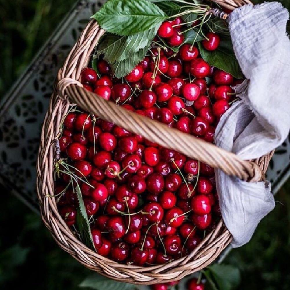 Cires Clasic (Prunus avium), cu fructe dulci-acrisor rosu-inchis - VERDENA-livrat in ghiveci de 7.5 l