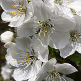 Cires Clasic (Prunus avium), cu fructe dulci-acrisor rosu-inchis - VERDENA-livrat in ghiveci de 7.5 l