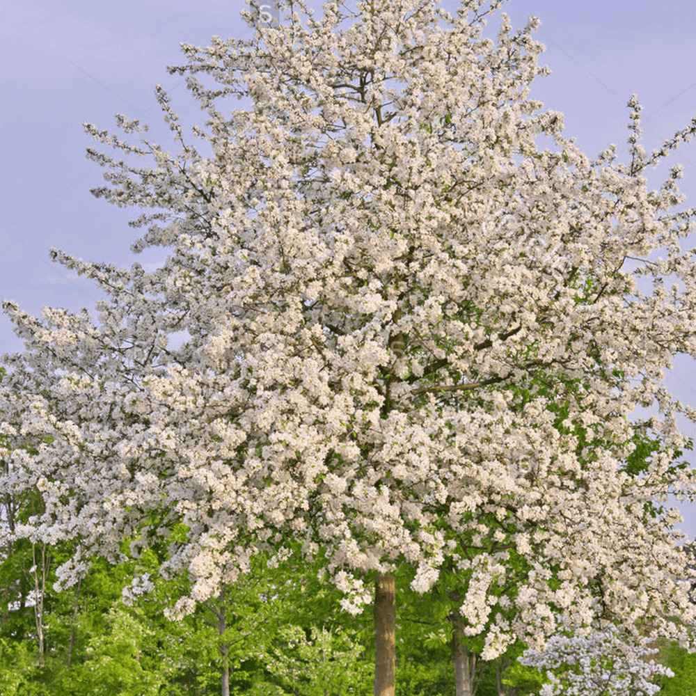 Cires Clasic (Prunus avium), cu fructe dulci-acrisor rosu-inchis - VERDENA-livrat in ghiveci de 7.5 l