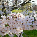 Cires Clasic (Prunus avium), cu fructe dulci-acrisor rosu-inchis - VERDENA-livrat in ghiveci de 7.5 l