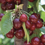 Cires Dulce (Prunus Avium) Stella, cu fructe dulci rosii-inchis - VERDENA-Tulpina de 50 cm inaltime, livrat in ghiveci de 5 l