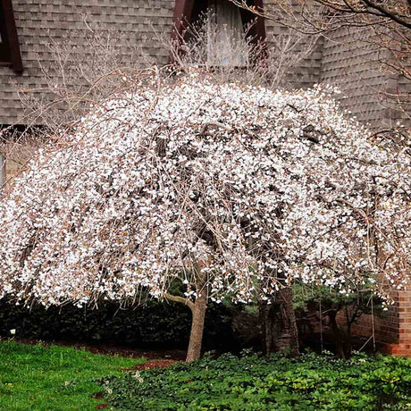 Cires Japonez Plangator (Prunus Ivensii), cu flori albe - VERDENA-Tulpina de 120 cm inaltime, livrat in ghiveci de 7.5 l