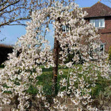 Cires Japonez Plangator (Prunus Ivensii), cu flori albe - VERDENA-Tulpina de 120 cm inaltime, livrat in ghiveci de 7.5 l