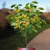 Cires (Prunus Avium) Donissens Gold, cu fructe dulci galbene