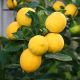 Pom Lamai (Citrus Limon) Meyer, cu fructe mari galbene-portocalii parfumate, an 2 pe rod