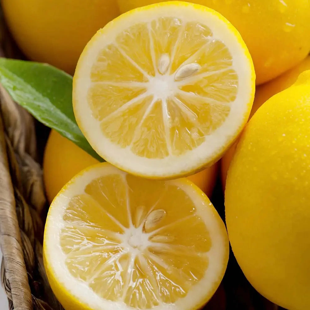 Pom Lamai (Citrus Limon) Meyer, cu fructe mari galbene-portocalii parfumate, an 2 pe rod