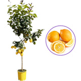 Pom Lamai (Citrus Limon) Meyer, cu fructe mari galbene-portocalii parfumate, an 2 pe rod