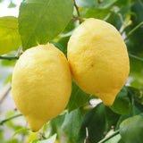 Pom Lamai (Citrus Limon) Amalfitano, cu fructe lungi galbene si parfumate, an 2 pe rod