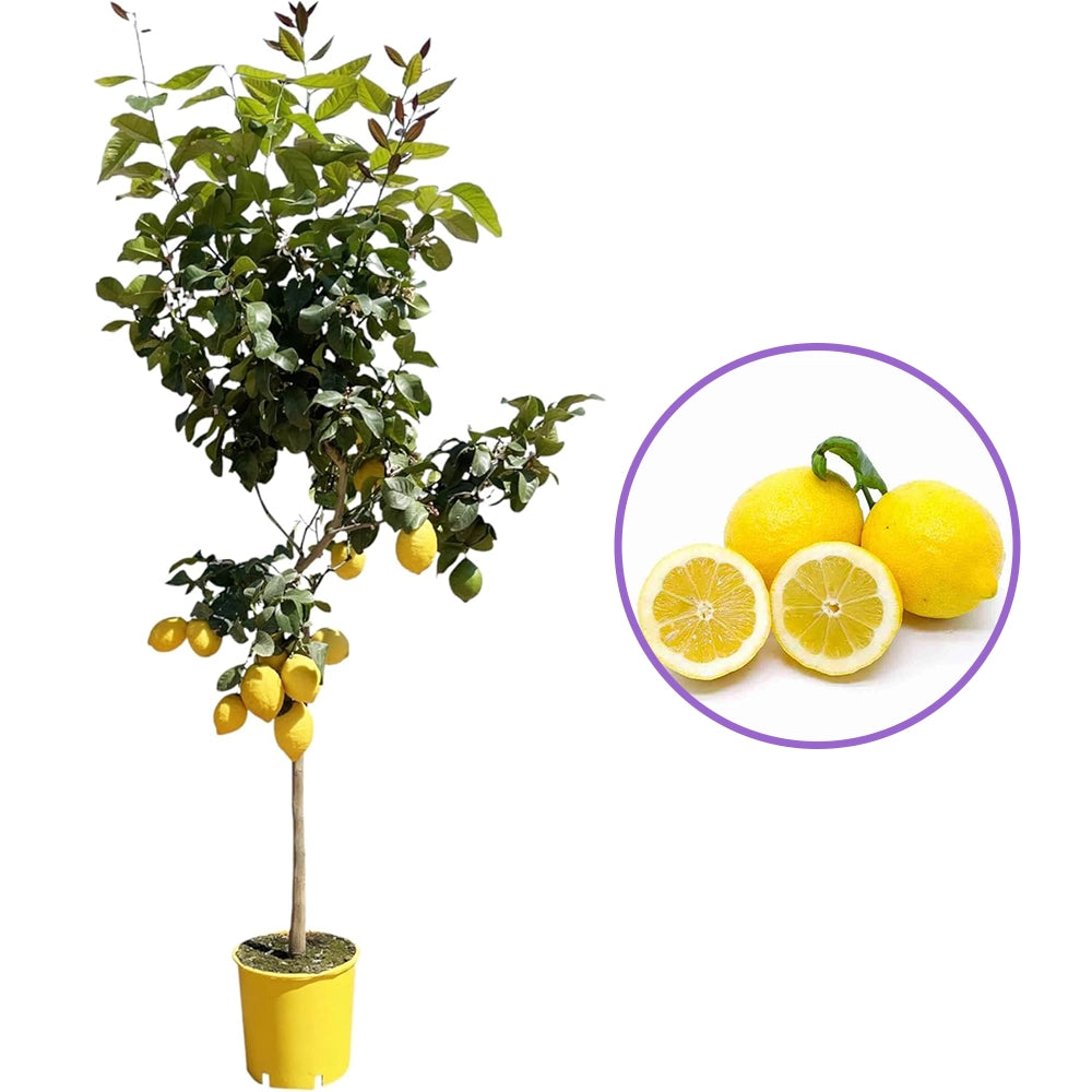 Pom Lamai (Citrus Limon) Amalfitano, cu fructe lungi galbene si parfumate, an 2 pe rod