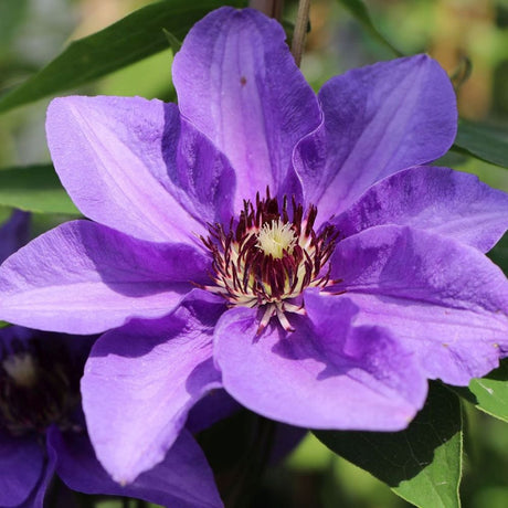 Clematis (Clematita) Konigskind, cu flori violet - intens, cataratoare - VERDENA - 75 cm inaltime, ghiveci de 3 l