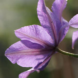 Clematis (Clematita) Konigskind, cu flori violet - intens, cataratoare - VERDENA - 75 cm inaltime, ghiveci de 3 l