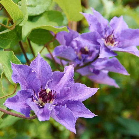 Clematis (Clematita) Konigskind, cu flori violet - intens, cataratoare - VERDENA - 75 cm inaltime, ghiveci de 3 l