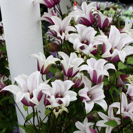 Black Friday - Reduceri Clematis (Clematita) Princess Kate, cu flori albe/margine violet, cataratoare Promotie