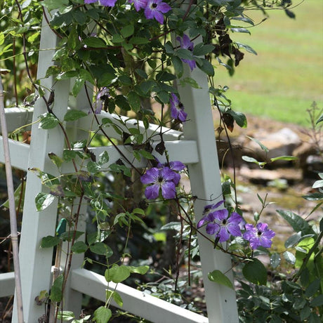 Clematis (Clematita) Super Nova, cu Flori mov cu alb, Cataratoare - VERDENA - 75 cm inaltime, ghiveci de 3 l