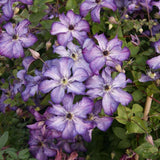 Clematis (Clematita) Super Nova, cu Flori mov cu alb, Cataratoare - VERDENA - 75 cm inaltime, ghiveci de 3 l