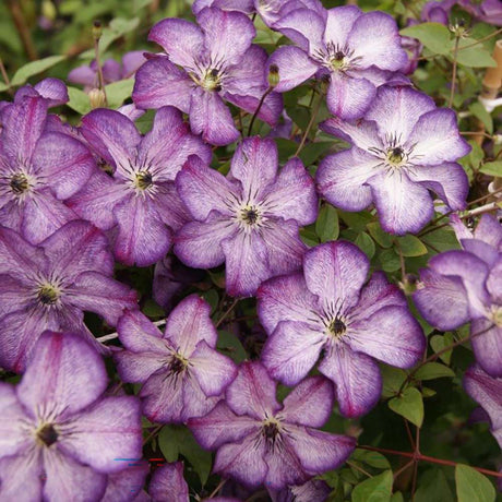 Clematis (Clematita) Super Nova, cu Flori mov cu alb, Cataratoare