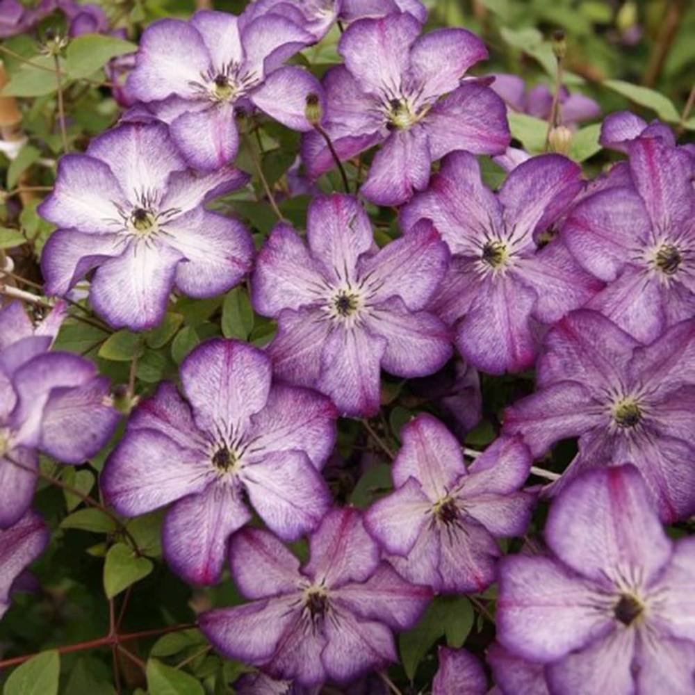 Clematis (Clematita) Super Nova, cu Flori mov cu alb, Cataratoare - VERDENA - 75 cm inaltime, ghiveci de 3 l