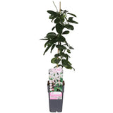 Clematis (Clematita) Armandii Apple Blossom planta cataratoare cu flori mari roz parfumate, semi vesnic verde. inflorire abundenta primavara/vara