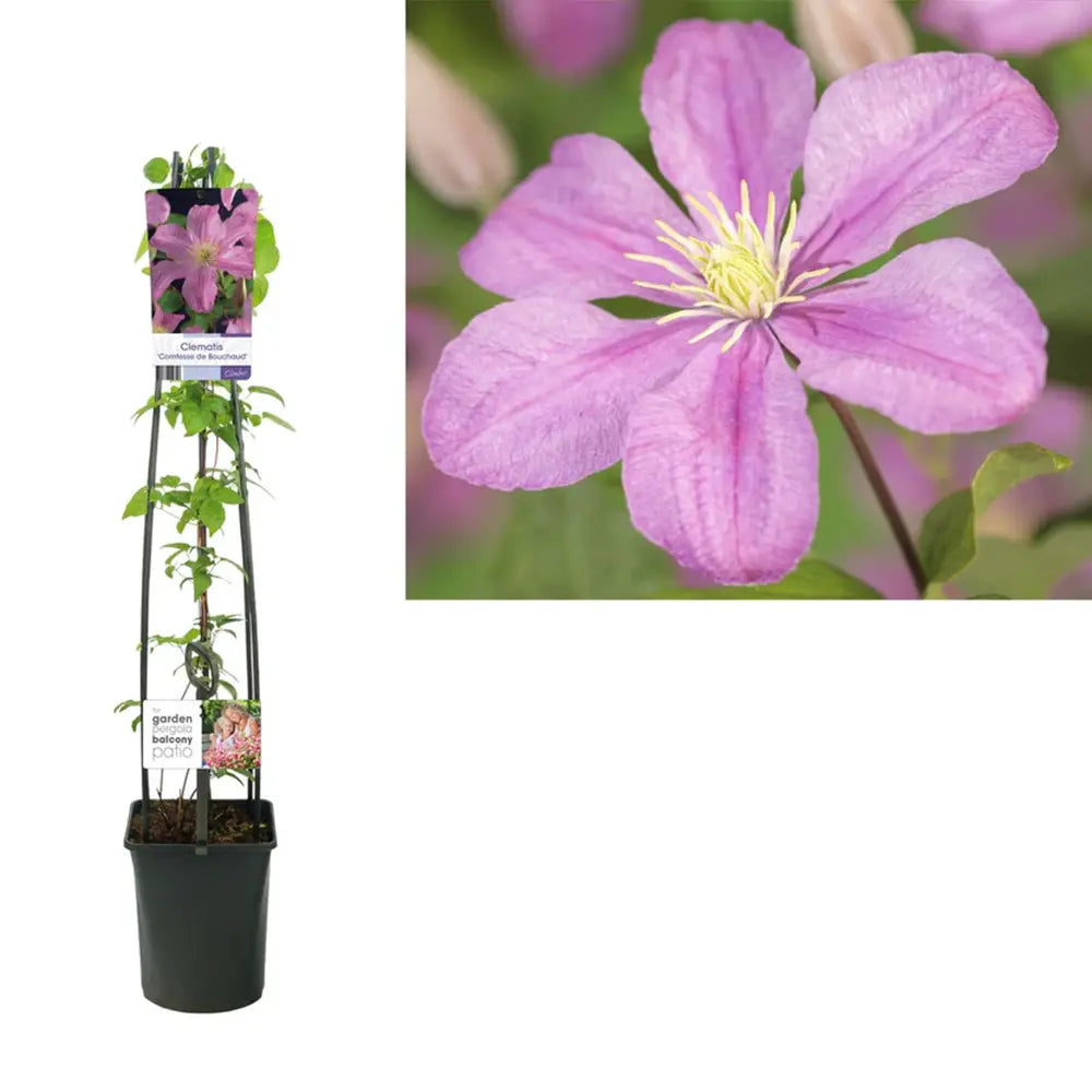 Clematis (Clematita) Hibrid Comtesse de Bouchaud, planta cataratoare cu flori roz pastel inflorire abundenta vara, crestere rapida