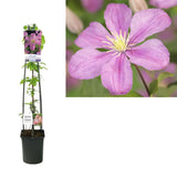 Clematis (Clematita) Hibrid Comtesse de Bouchaud, planta cataratoare cu flori roz pastel inflorire abundenta vara, crestere rapida