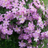 Clematis (Clematita) Hibrid Comtesse de Bouchaud, planta cataratoare cu flori roz pastel inflorire abundenta vara, crestere rapida