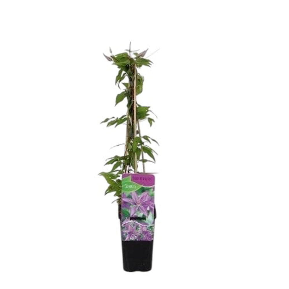 Clematis (Clematita) Dorothy Walton, planta cataratoare cu flori spectaculoase albastru-violet cu margini ondulate, inflorire abundenta vara