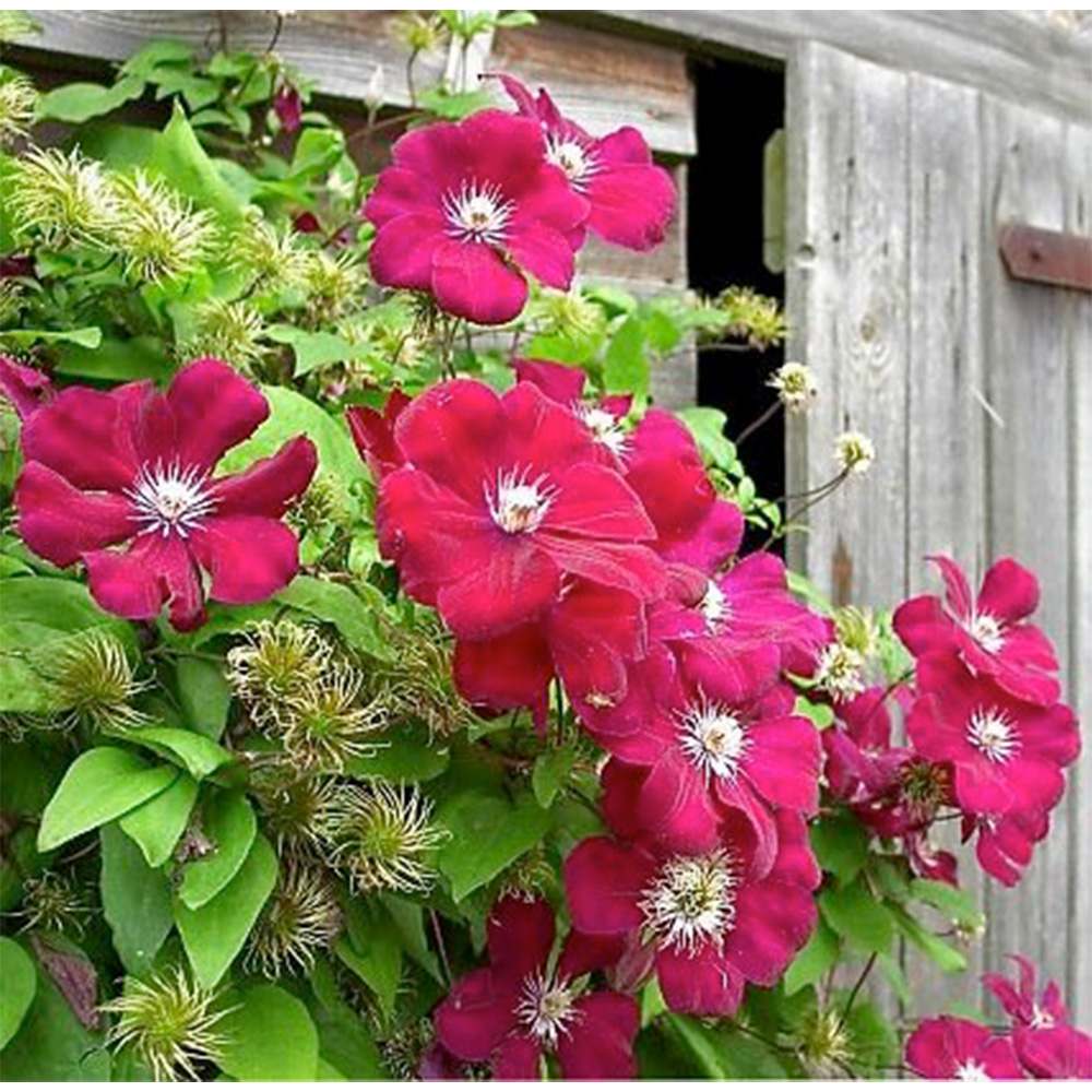 Clematis Ernest Markham, planta cataratoare cu flori rosu purpuriu, inflorire abundenta vara, crestere rapida