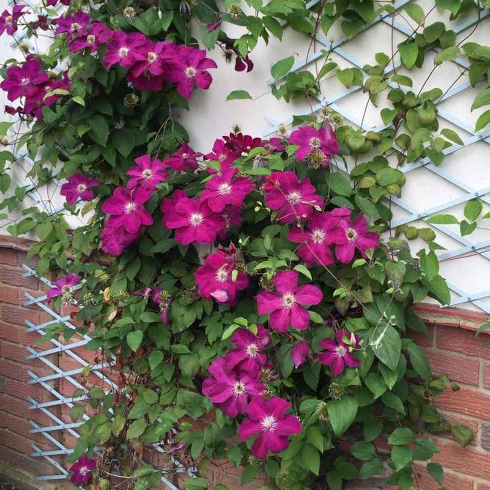 Clematis Ernest Markham, planta cataratoare cu flori rosu purpuriu, inflorire abundenta vara, crestere rapida