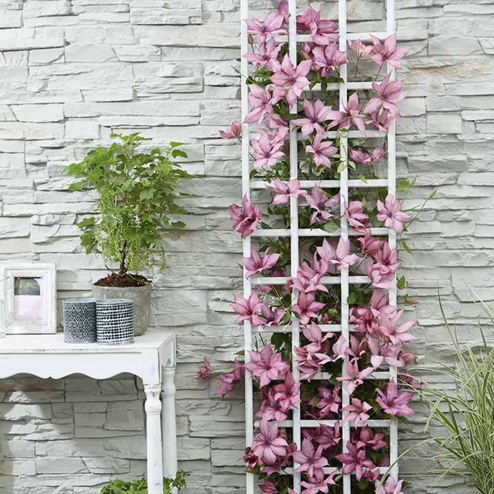 Clematis (Clematita) Giselle, planta cataratoare cu flori duble spectaculoase roz-magenta catifelate, inflorire abundenta vara