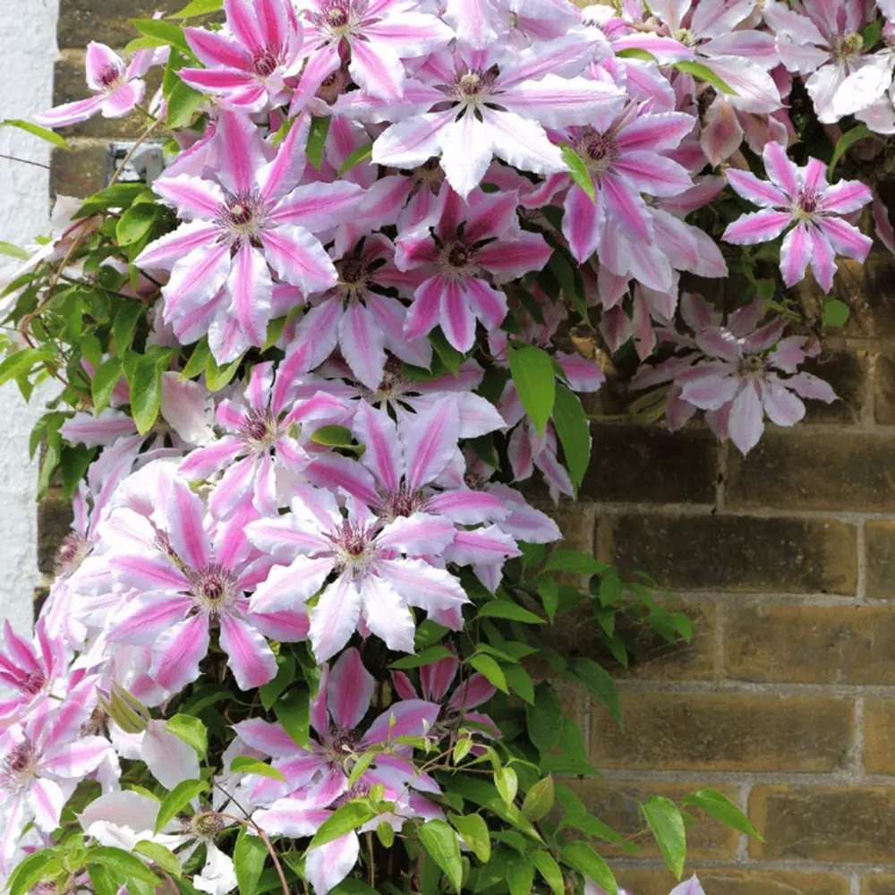 Clematis (Clematita) Nelly Moser, planta cataratoare cu flori mari bicolore, roz deschis cu dunga roz inchis, inflorire abundenta primavara/vara