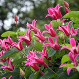 Clematis (Clematita) Princess Diana, planta cataratoare cu flori spectaculoase roz intens si margini recurvate, in forma de clopot, inflorire abundenta vara