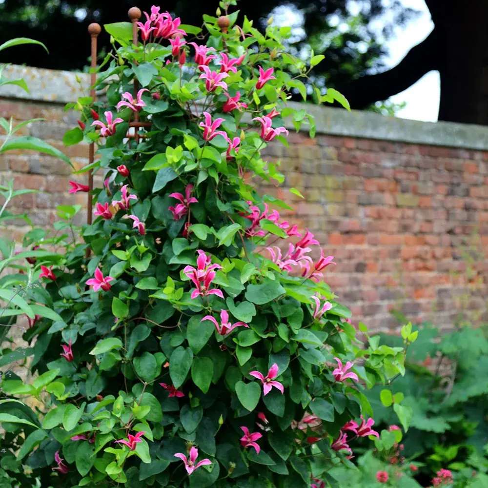 Clematis (Clematita) Princess Diana, planta cataratoare cu flori spectaculoase roz intens si margini recurvate, in forma de clopot, inflorire abundenta vara