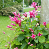 Clematis (Clematita) Princess Diana, planta cataratoare cu flori spectaculoase roz intens si margini recurvate, in forma de clopot, inflorire abundenta vara