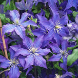Clematis (Clematita) Rhapsody, planta cataratoare cu flori spectaculoase albastre-violet, inflorire abundenta primavara