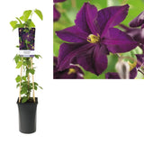 Clematis (Clematita) Romantika, planta cataratoare cu flori duble spectaculoase violet inchis spre negru, catifelate, inflorire abundenta vara